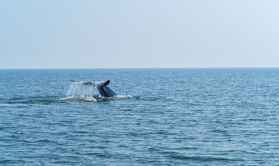 Fototapeta premium tail fin of Bryde's whale or bruda whale in the gulf of Thailand