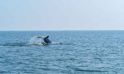 tail fin of Bryde's whale or bruda whale in the gulf of Thailand