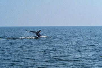 tail fin of Bryde's whale or bruda whale in the gulf of Thailand