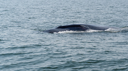 Fototapeta premium line on the back of Bryde's whale or bruda whale in the gulf of Thailand