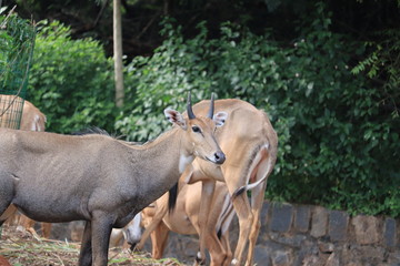 Naklejka na ściany i meble Close view of nilgai in nature.Male Nilgai Antelope.india