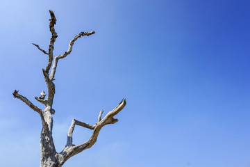 Dried-up tree on blue sky