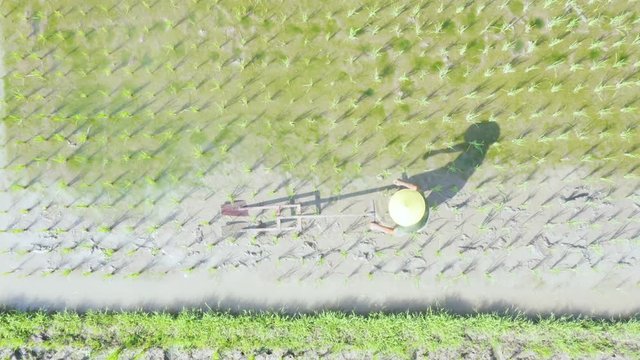 Farmer using a wooden harrow to plows rice field