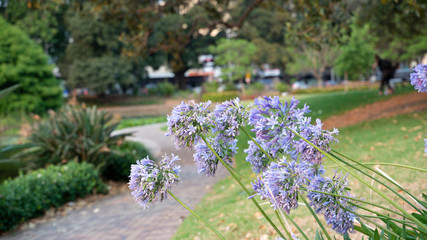 Obraz premium Agapanthus in bloom in a city park