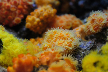 海底で波に揺られるカラフルなイボヤギ達