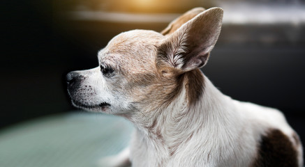 Lovely white chihuahua Look out to the side