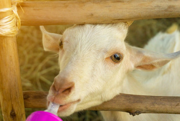 Fototapeta premium Feeds young goat by milk bottle