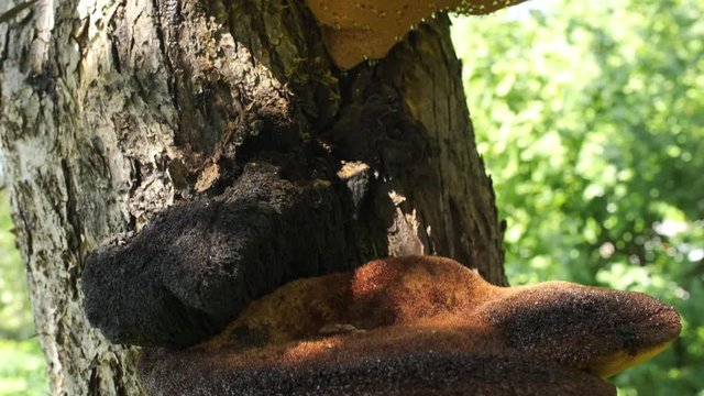 the fungus grows and parasites on the tree trunk