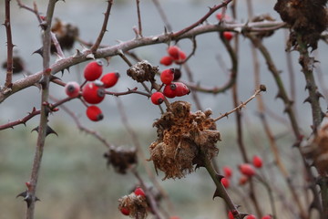 Winter Berries 