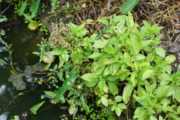 The growing sweet basil leaves tree next to the pond.
