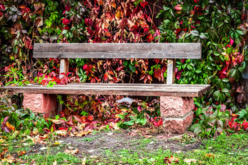 Garden wooden bench in the autumn garden.