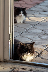 Naklejka na ściany i meble Black cats are sitting at the door waiting for food.