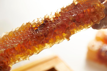 Honeycomb, holding by hands with latex gloves on 