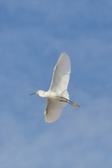 Egret in flight