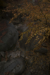 가을 단풍이 있는 계곡