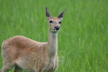 Deer looking upward in the Black Hills of South Dakota