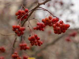 hawthorn in autumn