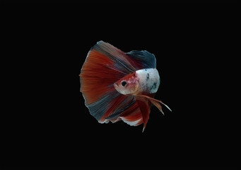 Multicolor fancy thai betta spreading fin and long tail dress swimming. Siamese fighting fish isolated black background. Close up motion return action. Colorful freshwater fishes with CLIPPING PATH