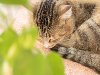 猫