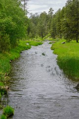 Fototapeta na wymiar Flowing creek and forest in the Black Hills of South Dakota