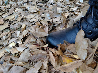 Fallen leaves spreading all over in autumn