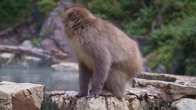 Snow monkey with cub on her back run and banish lone monkey to other onsen spot