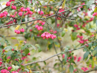 Obraz premium Close-up on red, pink to purple capsular fruits and yellow-green leaves of European spindle (Euonymus europaeus)
