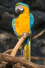 Seated blue-and-yellow Macaw (Ara ararauna) close-up