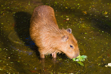 Young capibara close-up
