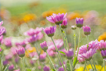 Obraz premium Beautiful chrysanthemum flowers in the garden.