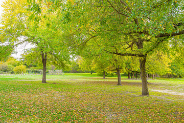 Naklejka premium tree in the park