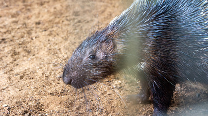 Exotic animal known as hedgehog or porcupine