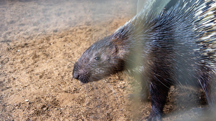 Exotic animal known as hedgehog or porcupine