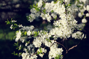 Blooming plum tree closeup. Spring white flowers.
