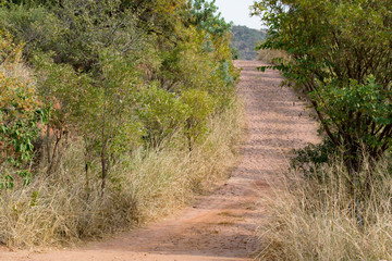 Taking the high road. Off road into South African bushveld