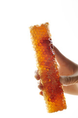 Honeycomb, holding by hands with latex gloves on 