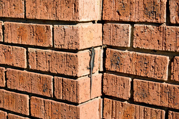 Lizard crawling up brick wall