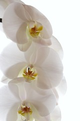 Obraz na płótnie Canvas White orchid flower (Phalaenopsis) close-up on a white background. Tender floral background