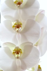 Naklejka na ściany i meble White orchid flower (Phalaenopsis) close-up on a white background. Tender light floral background