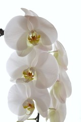 Fototapeta na wymiar White orchid flower (Phalaenopsis) close-up on a white background. light floral background