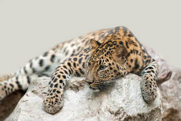Adult male persian leopard (Panthera pardus saxicolor) sleeping in the daytime on the stones
