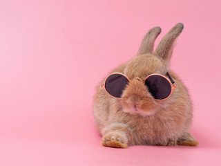 Red-brown cute baby rabbit wearing glasses sitting on pink background. Lovely action of young brown rabbit.