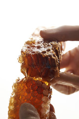 Honeycomb, holding by hands with latex gloves on 