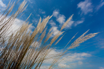 Catkin flowers, Kans grass (Saccharum spontaneum) or Kashful (in bengali) with beautiful Blue Sky at Chandpur, Bangladesh.