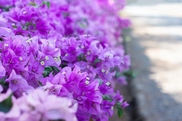 Obraz premium Purple Bougainvillea flower bloom on the side of the road.