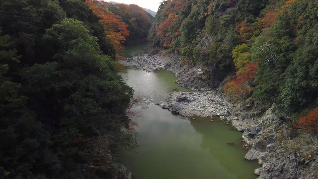 Tilt up over Echi river and Japanese Maples "momiji" in Autumn, Shiga Japan