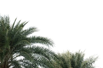 Tropical palm tree with leaves branches on white isolated background for green foliage backdrop 