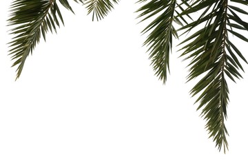 Tropical palm leaves on white isolated background for green foliage backdrop and copy space 