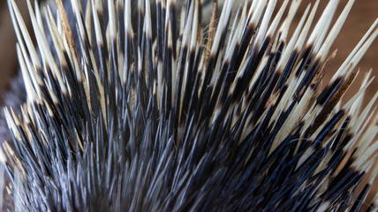 Close up of exotic animal known as hedgehog or  porcupine 