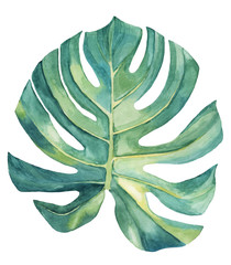 Monstera leaf on white background. Watercolor drawing. Individual element. For textile, background, texture, poster, scrapbooking.